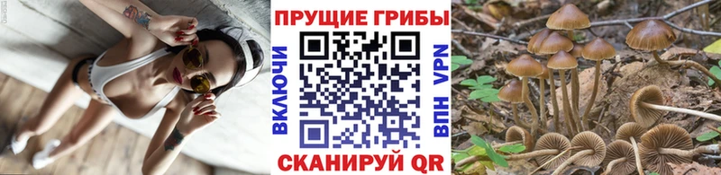 купить закладку  blacksprut ТОР  Псилоцибиновые грибы мухоморы  Чехов 